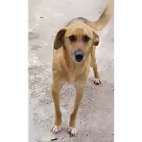 Foto dell\'animale Comune di Corigliano-Rossano - 380260042588293