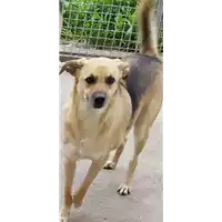 Foto dell\'animale Comune di Corigliano-Rossano - 380260042588692