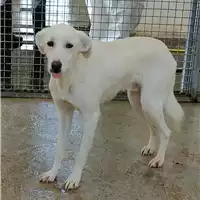 Foto dell\'animale Comune di Corigliano-Rossano - 380260042588798