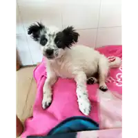 Foto dell\'animale Comune di Corigliano-Rossano - 380260044718866