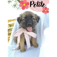Foto dell\'animale Comune di Corigliano-Rossano - 380260044719702