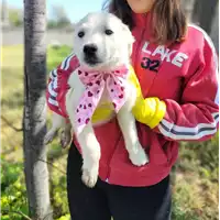 Foto dell\'animale Comune di Corigliano-Rossano - 380260044718527
