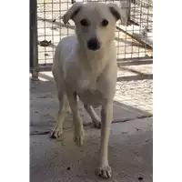 Foto dell\'animale Comune di Corigliano-Rossano - 380260042588510