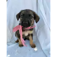 Foto dell\'animale Comune di Corigliano-Rossano - 380260044674183