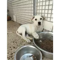 Foto dell\'animale Comune di Corigliano-Rossano - 380260044677026