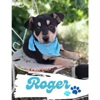 Foto dell\'animale Comune di Corigliano-Rossano - 380260044719412