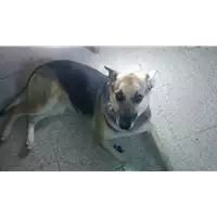 Foto dell\'animale Comune di Corigliano-Rossano - 380260042593266