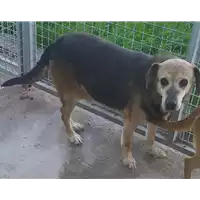 Foto dell\'animale Comune di Corigliano-Rossano - 941000000539636