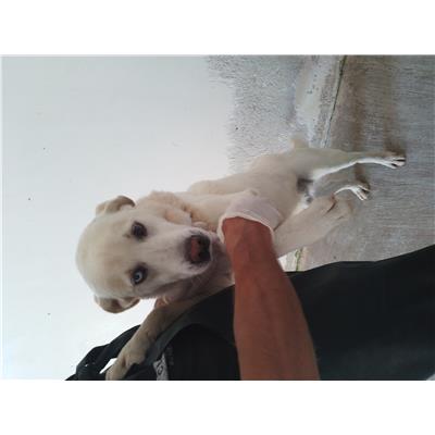 Comune di Corigliano-Rossano - Cane - Microchip 380260044719397