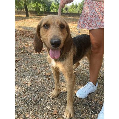 Comune di Corigliano-Rossano - Cane - Microchip 380260044831843