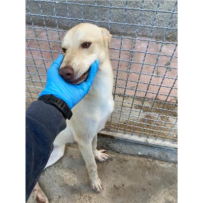 Comune di Corigliano-Rossano - Cane - Microchip 380260044831203