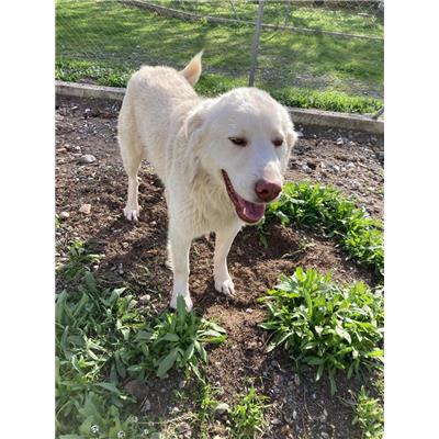 Comune di Corigliano-Rossano - Cane - Microchip 380260044830646