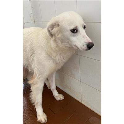 Comune di Corigliano-Rossano - Cane - Microchip 380260044830531