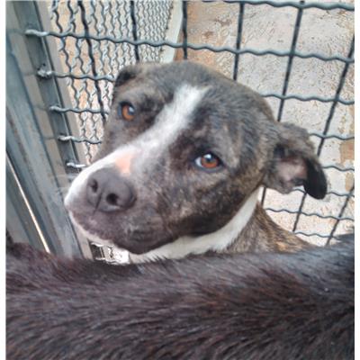 Comune di Corigliano-Rossano - Cane - Microchip 380260044832605