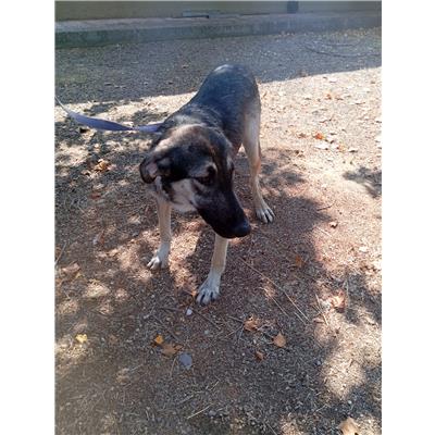 Comune di Corigliano-Rossano - Cane - Microchip 380260044794061