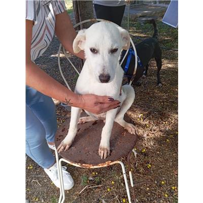 Comune di Corigliano-Rossano - Cane - Microchip 380260170281366