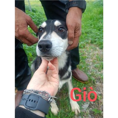 Comune di Corigliano-Rossano - Cane - Microchip 380260170281368